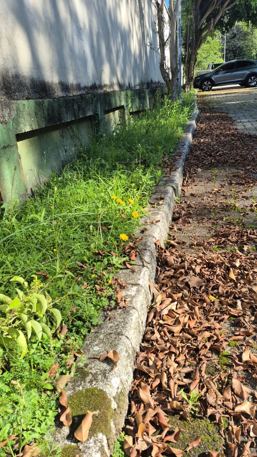 Jardim Antes da Intervenção